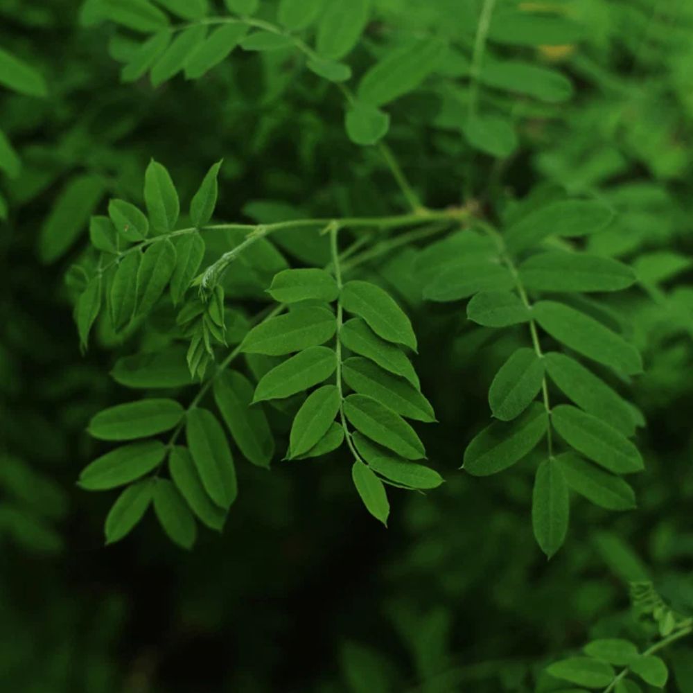 Aduna Moringa Superleaf Powder 275g